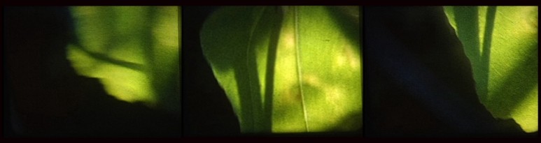 "Luminous Greenhouse," by Janis Crystal Lipzin